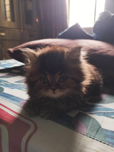 percian kitten for sale punch face