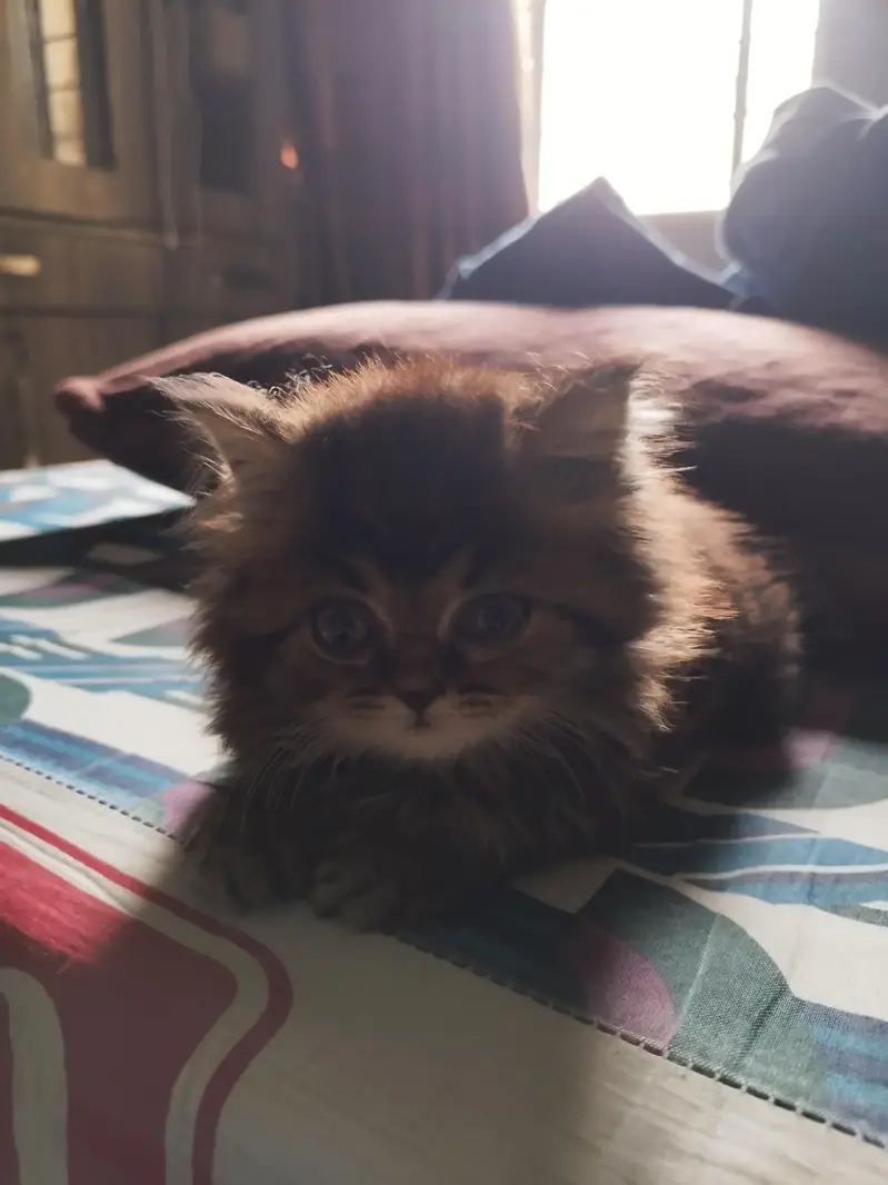 percian kitten for sale punch face