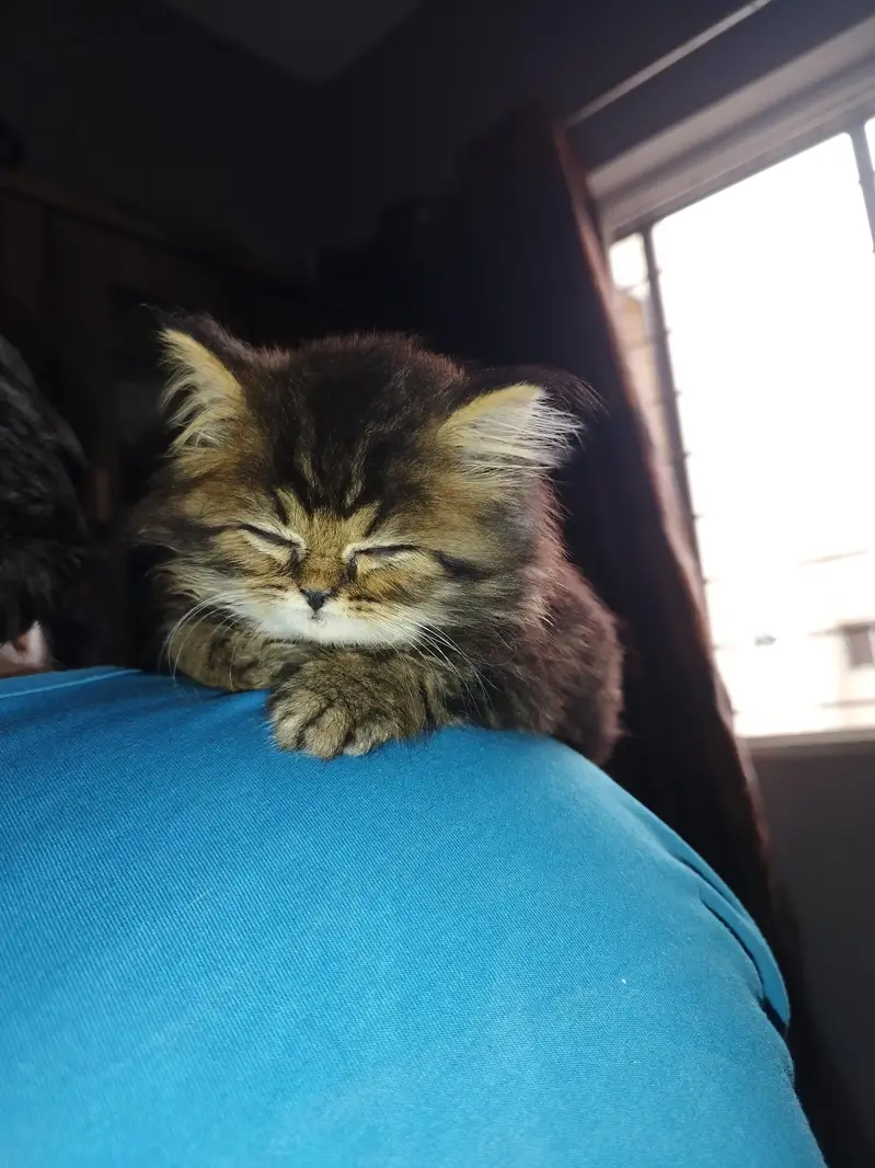 percian kitten for sale punch face — photo 2