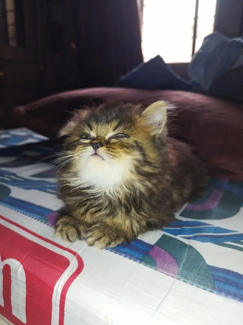 percian kitten for sale punch face — photo 3
