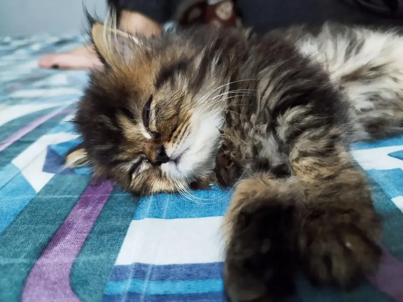 percian kitten for sale punch face — photo 4