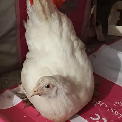 fancy hen