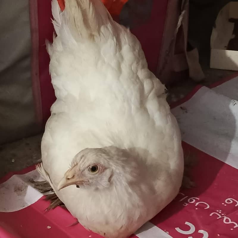 fancy hen 0
