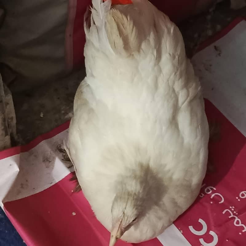 fancy hen 1