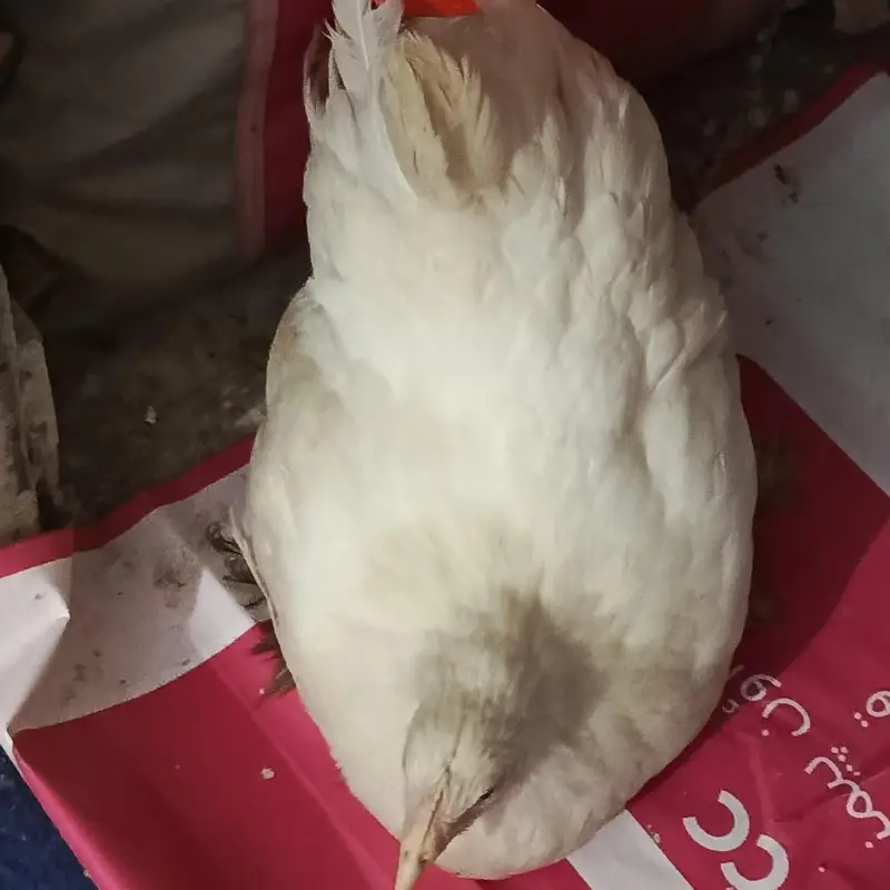 fancy hen — photo 2
