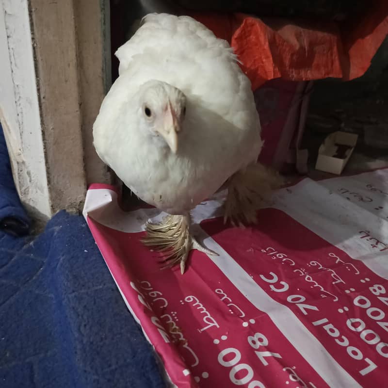 fancy hen 2
