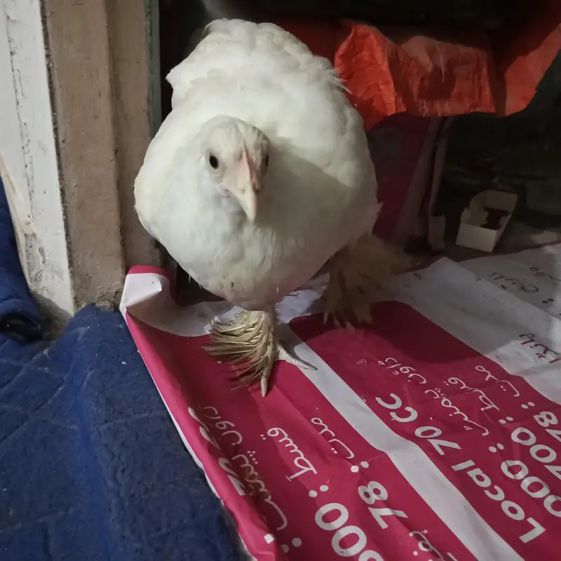 fancy hen — photo 3