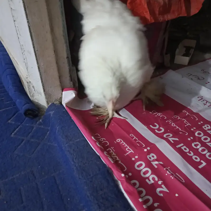 fancy hen — photo 4