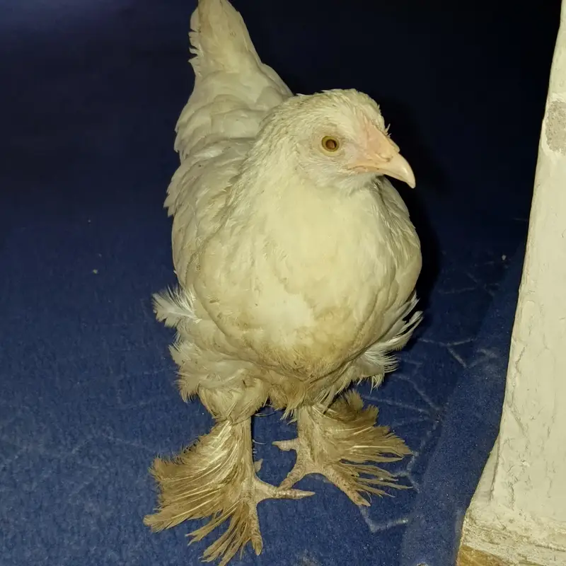 fancy hen — photo 5