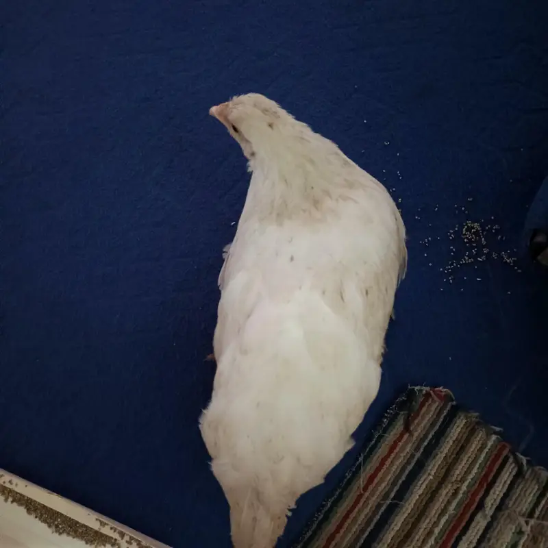 fancy hen — photo 6