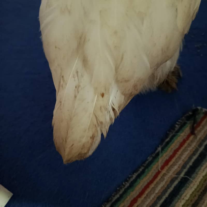 fancy hen 6