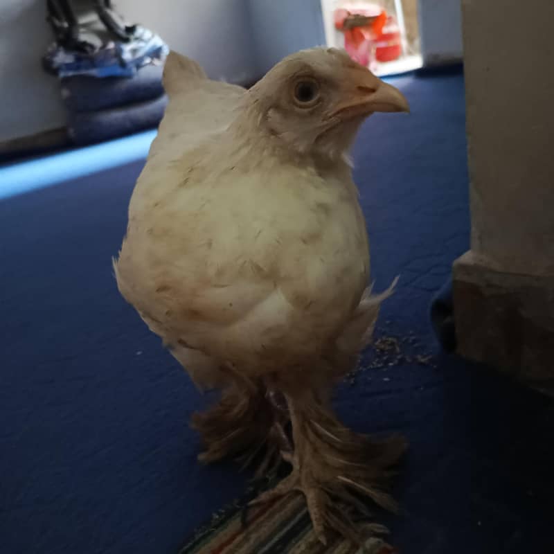 fancy hen 7