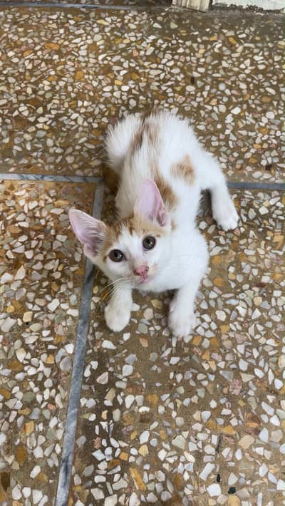 Pet cats For adoption