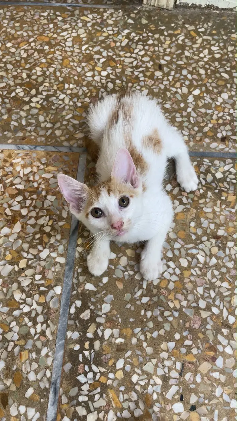 Pet cats For adoption