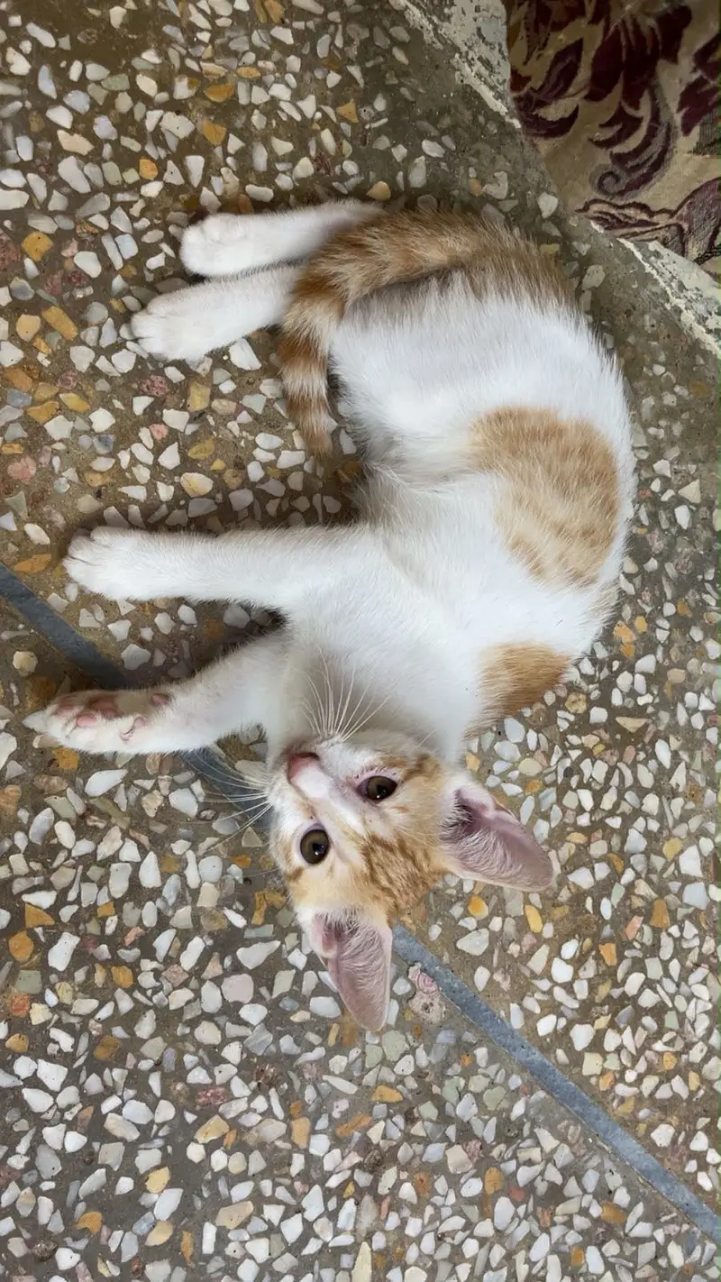 Pet cats For adoption — photo 2