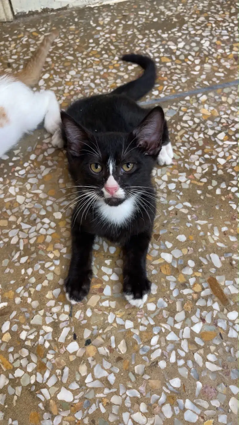 Pet cats For adoption — photo 3