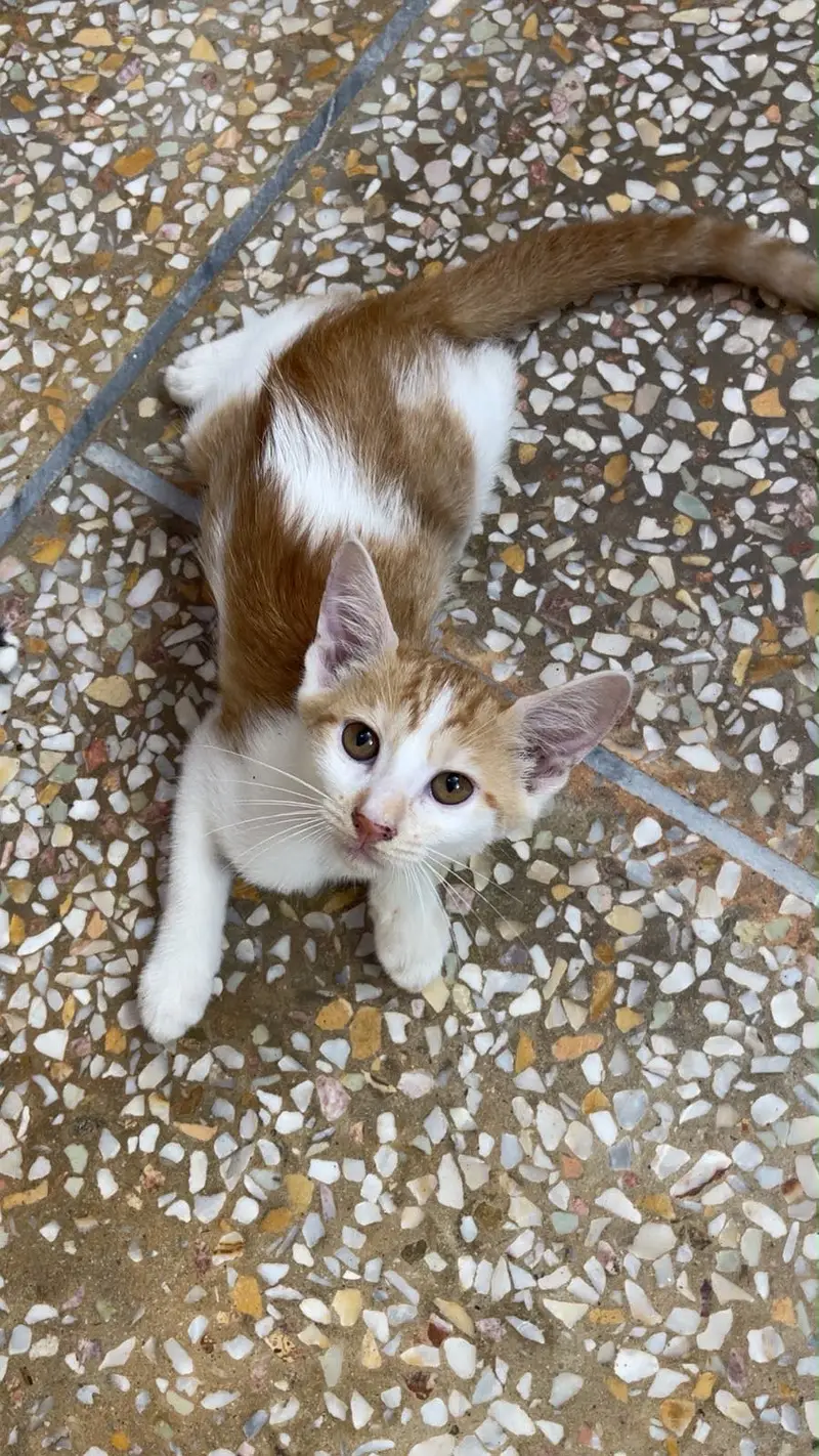 Pet cats For adoption — photo 4