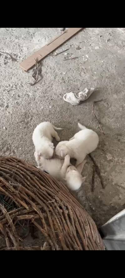 pure Russian dogs puppy for sale