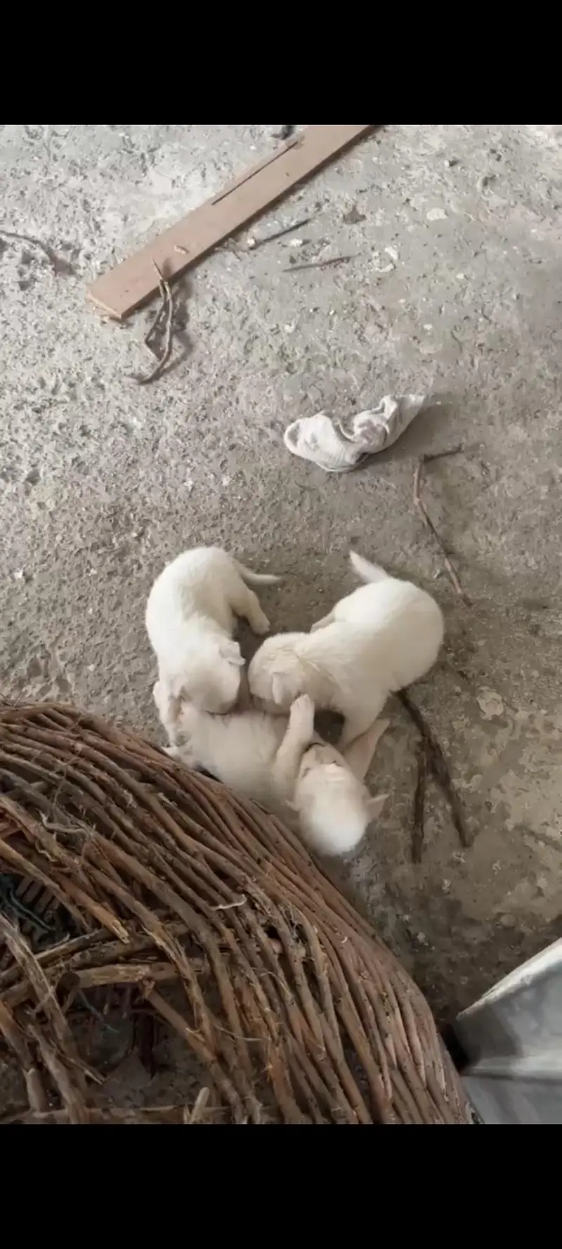 pure Russian dogs puppy for sale