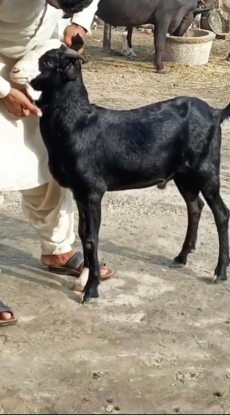 Black chamba beauty for sale!