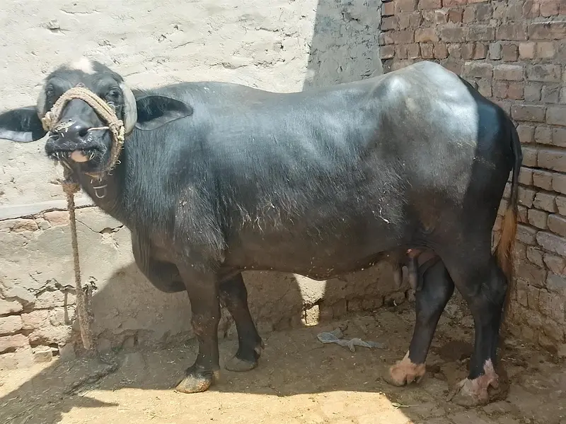 Buffalo for sale — photo 2