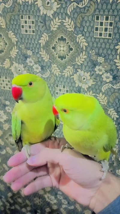 Parrots