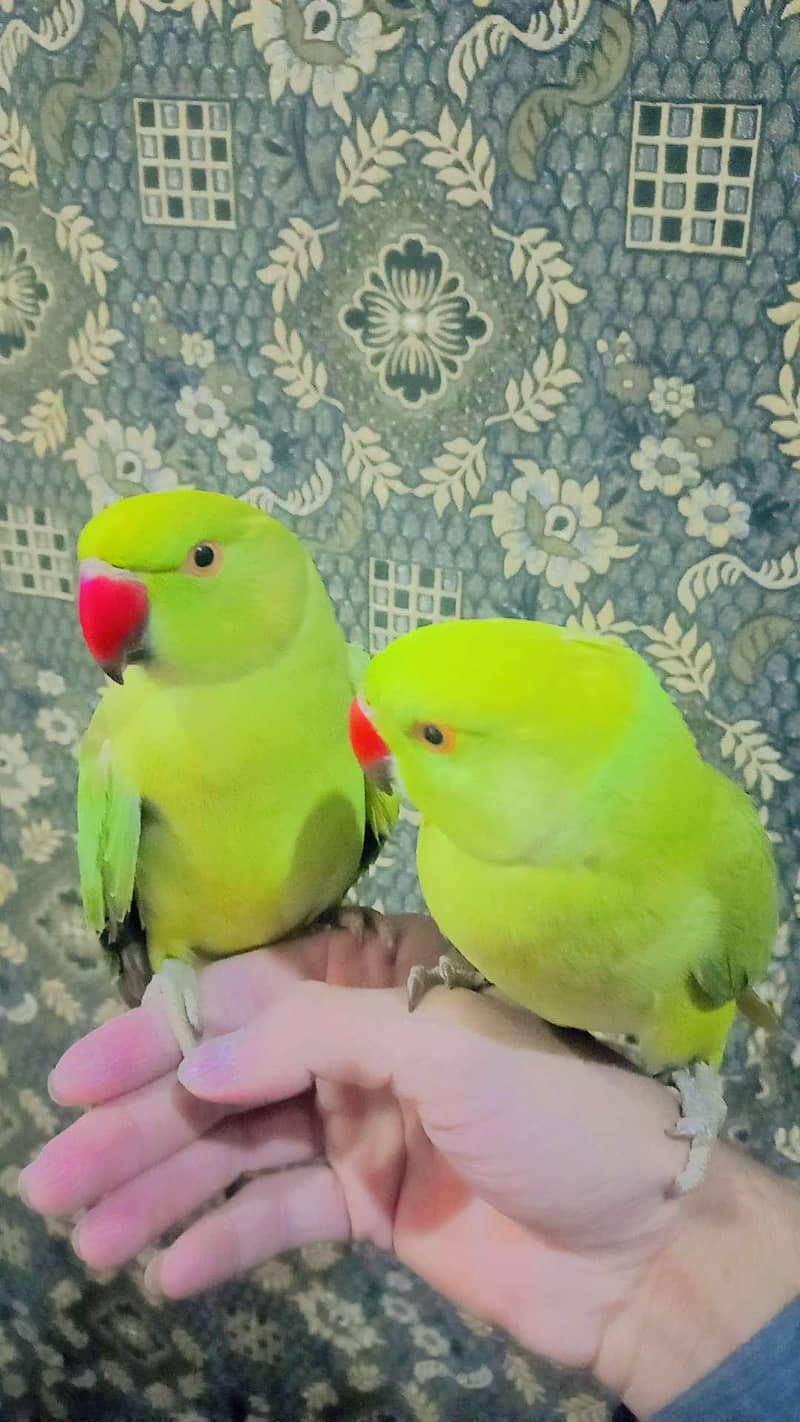 Parrots 0