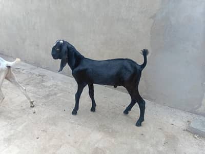 peetal