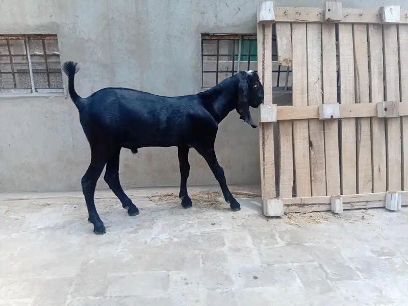 peetal — photo 3