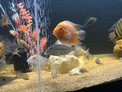 Albino heckli & Saveni in full colors