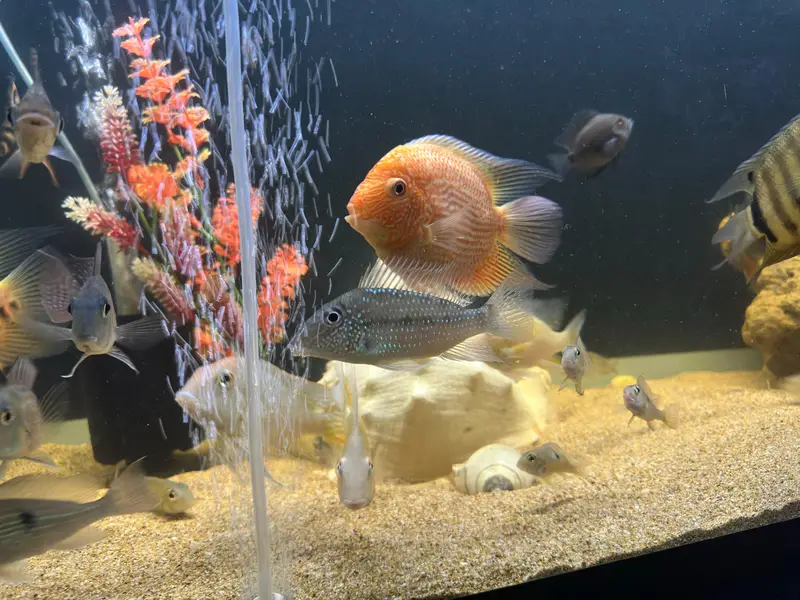 Albino heckli & Saveni in full colors