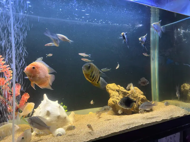 Albino heckli & Saveni in full colors — photo 2