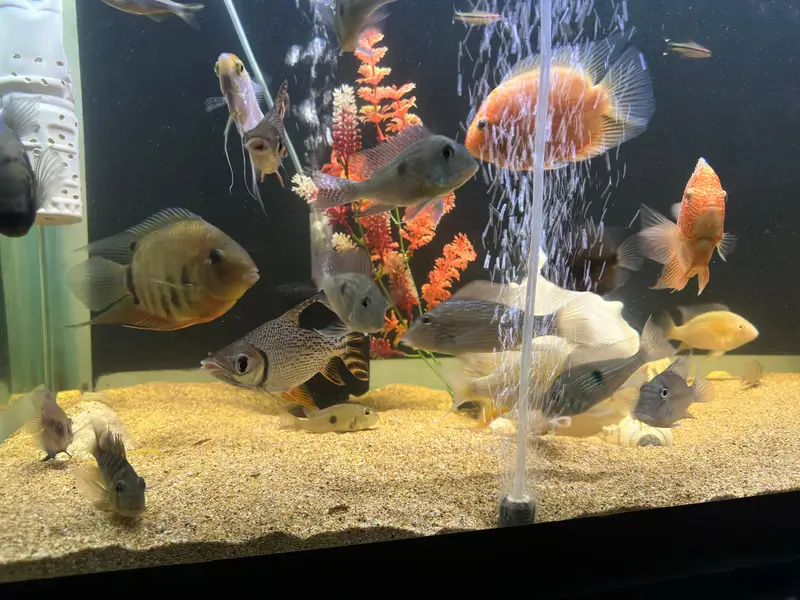 Albino heckli & Saveni in full colors — photo 3