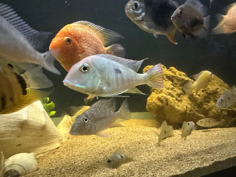 Albino heckli & Saveni in full colors — photo 6