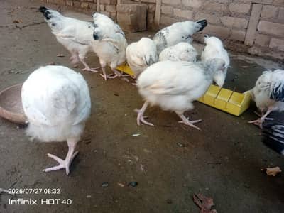 light Sussex pullets for sale