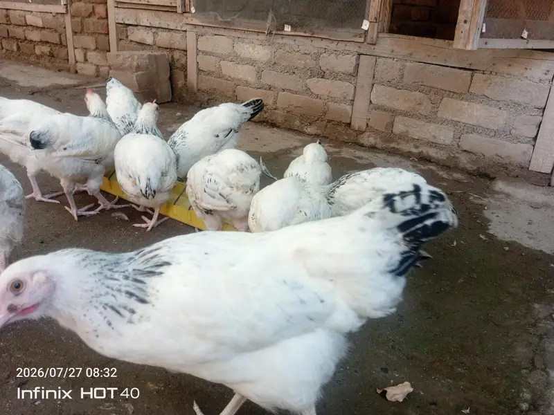 light Sussex pullets for sale — photo 2