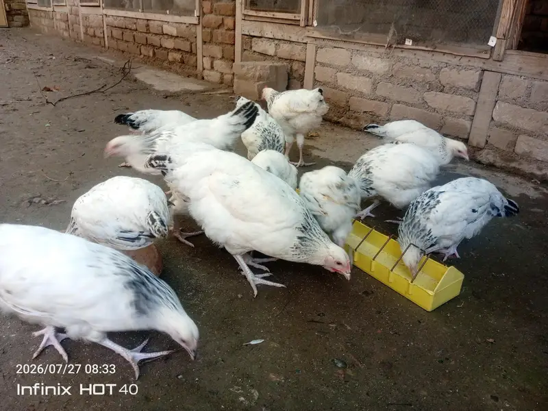 light Sussex pullets for sale — photo 3