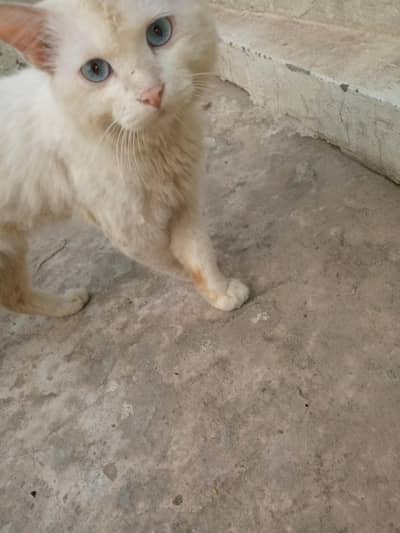 Persian cat