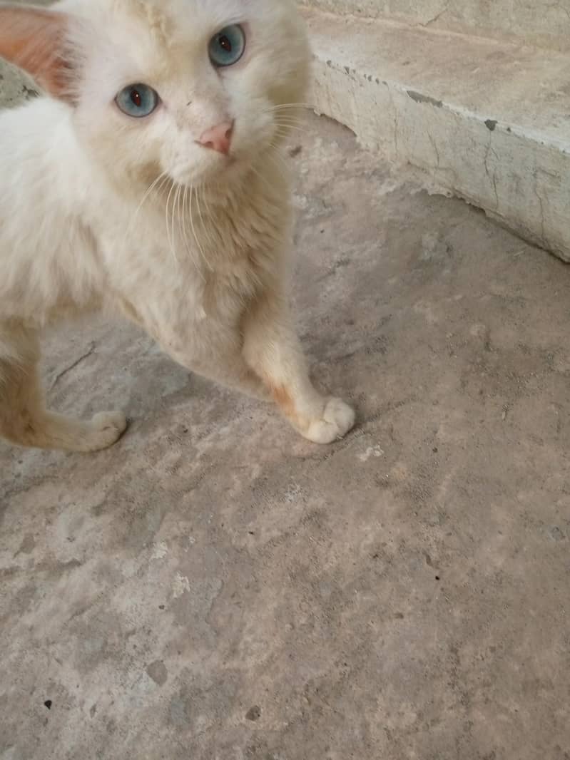 Persian cat 0