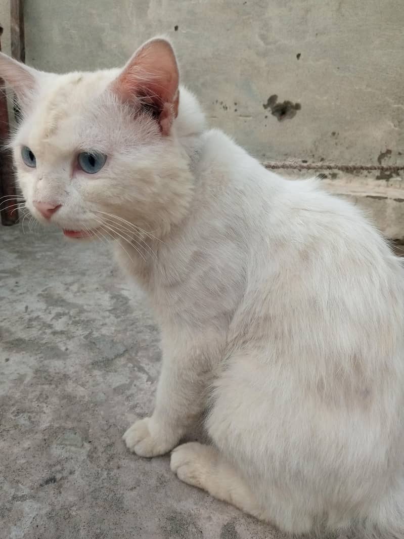 Persian cat 1