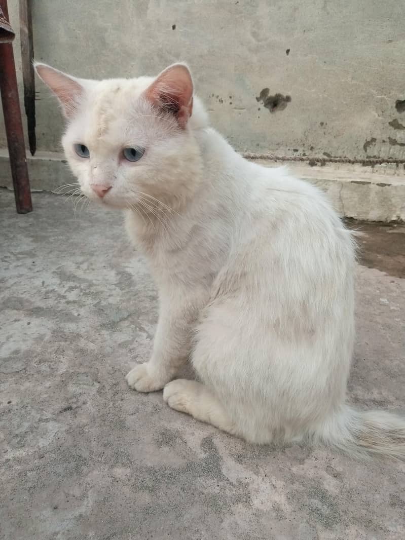 Persian cat 2
