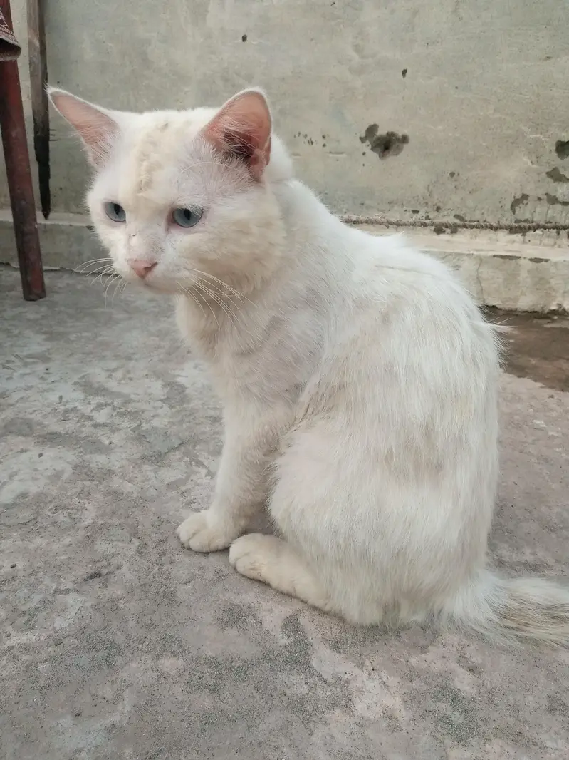 Persian cat — photo 3