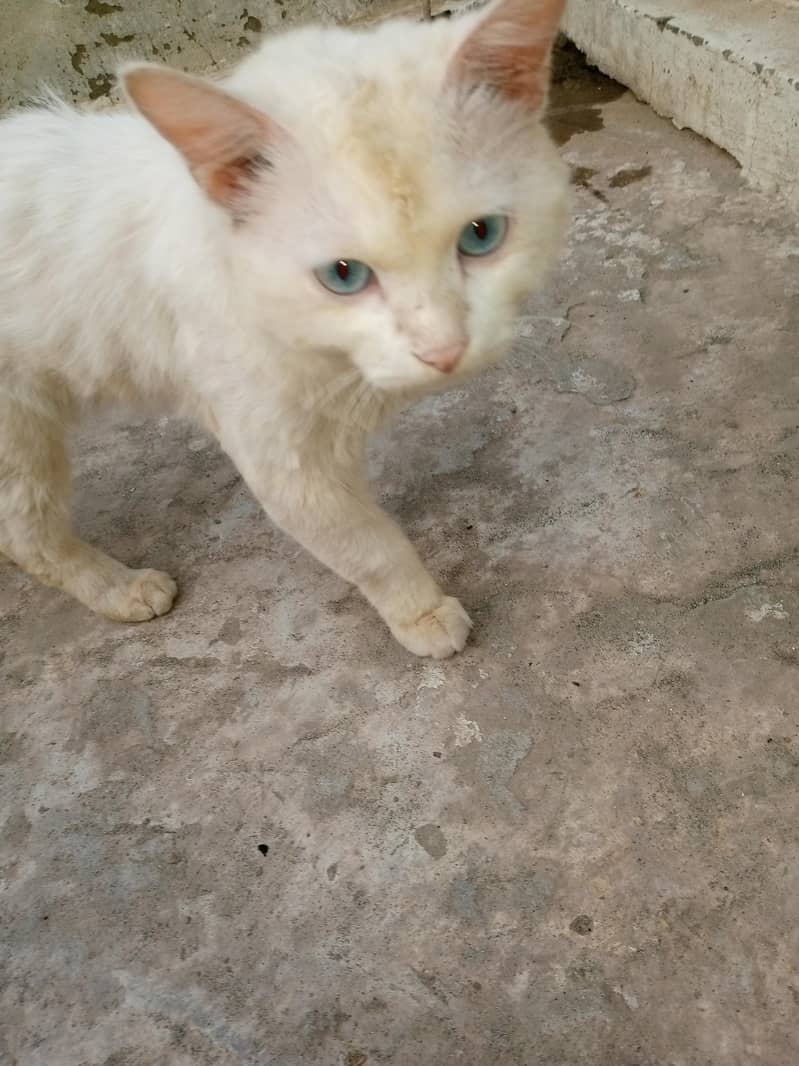 Persian cat 3