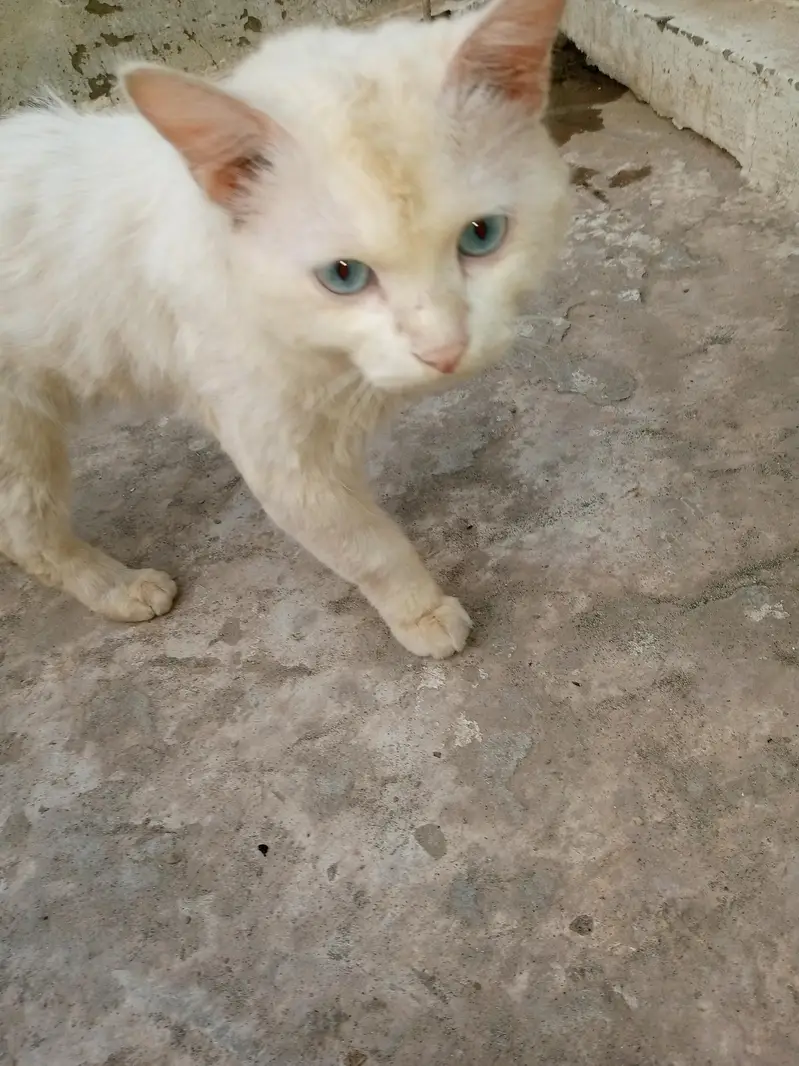 Persian cat — photo 4