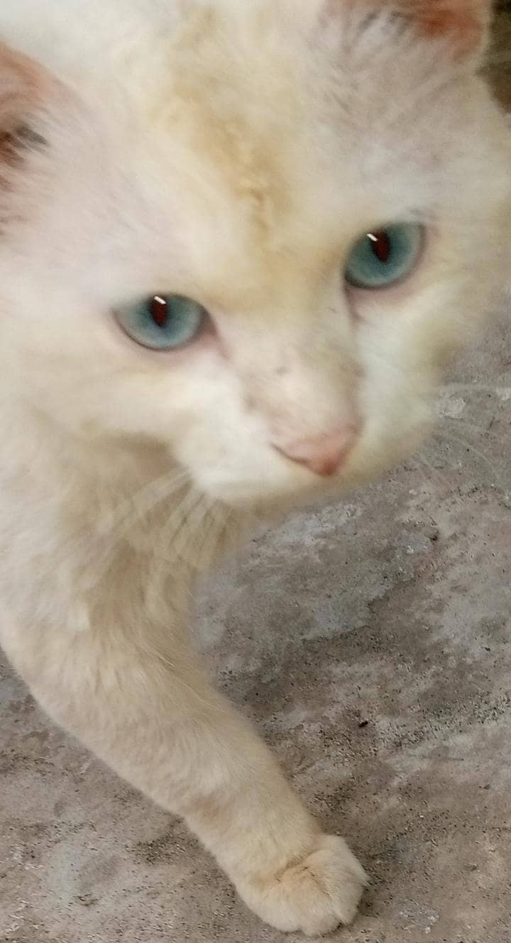 Persian cat 4