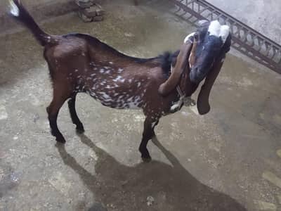2 Bakra urgent sale on very low price