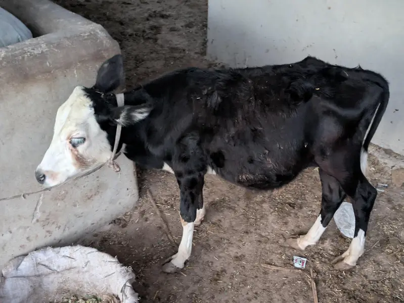 MASHALLAH  CODU FOR SALE QURBANI 2027 GOOD STRUCTURE BEST FOR QURBANi — photo 3