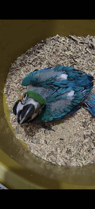 blue gold macaw umbrella cocatoo green wing parrot African grey lorry