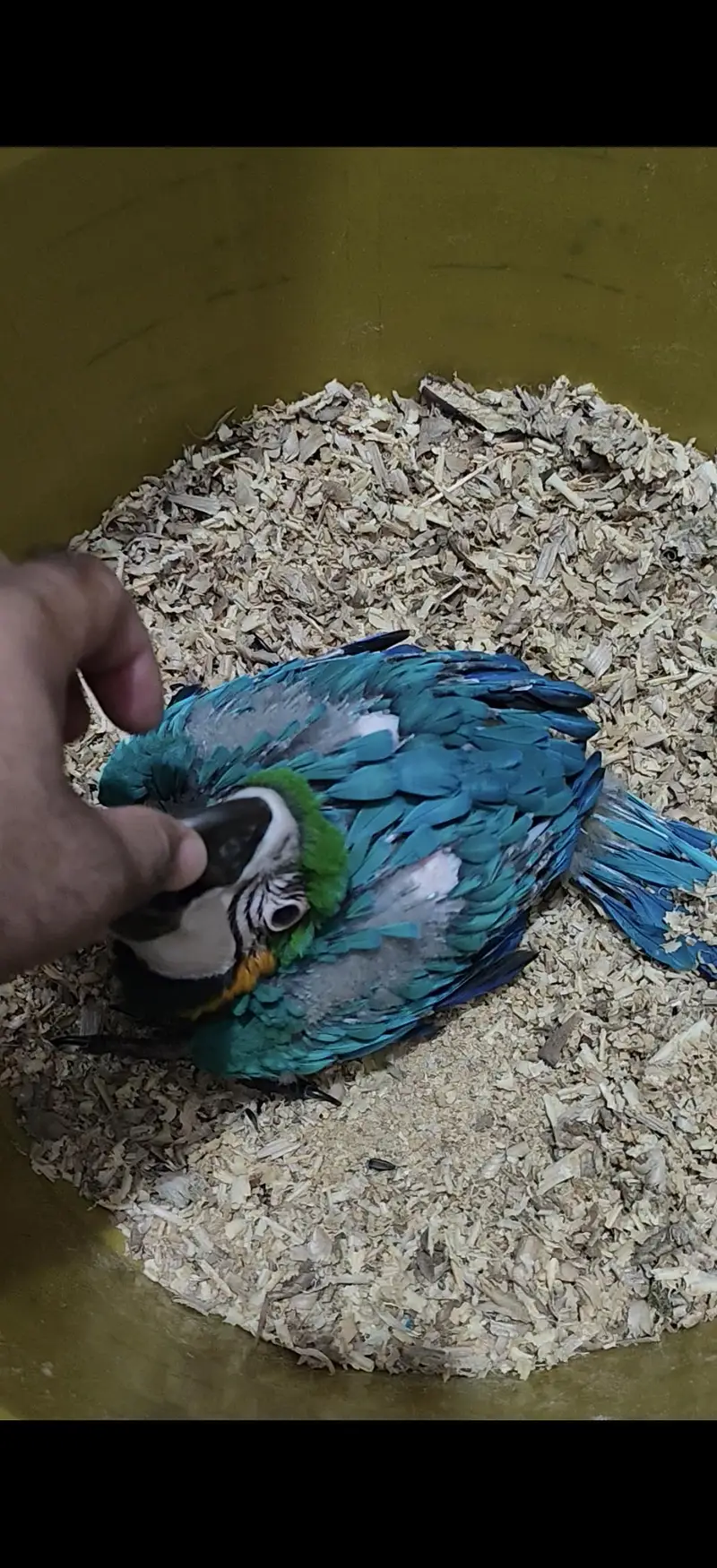 blue gold macaw umbrella cocatoo green wing parrot African grey lorry — photo 2
