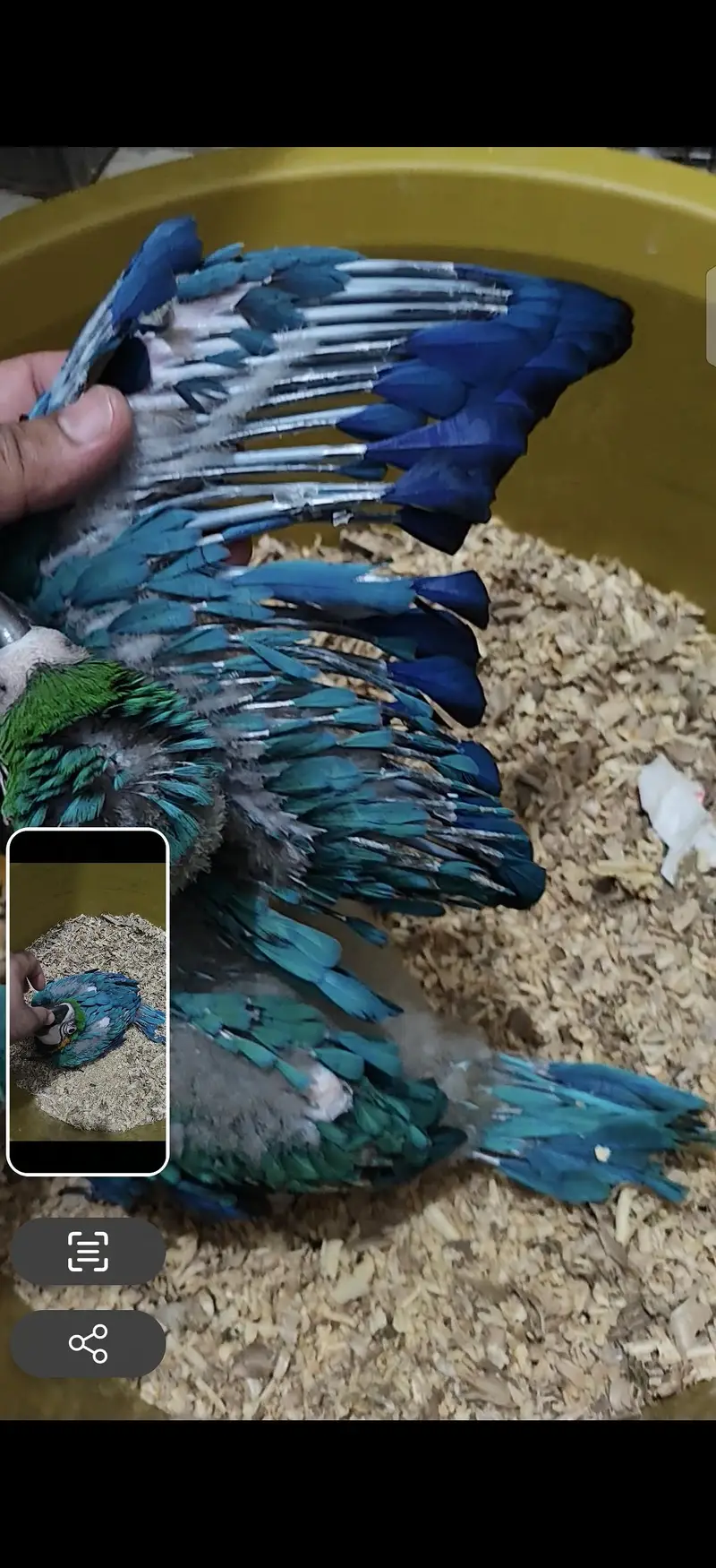 blue gold macaw umbrella cocatoo green wing parrot African grey lorry — photo 3